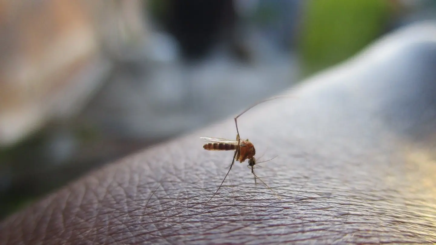 Close-up van een steekmug die op een arm bloed opzuigt, met lange pootjes en voelsprieten scherp
