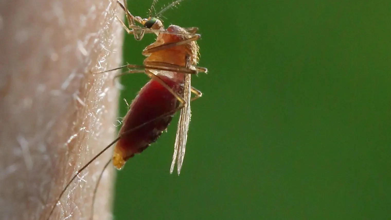 Close-up van een steekmug met een rood, met bloed gevulde achterlijf, terwijl ze op menselijke huid zit