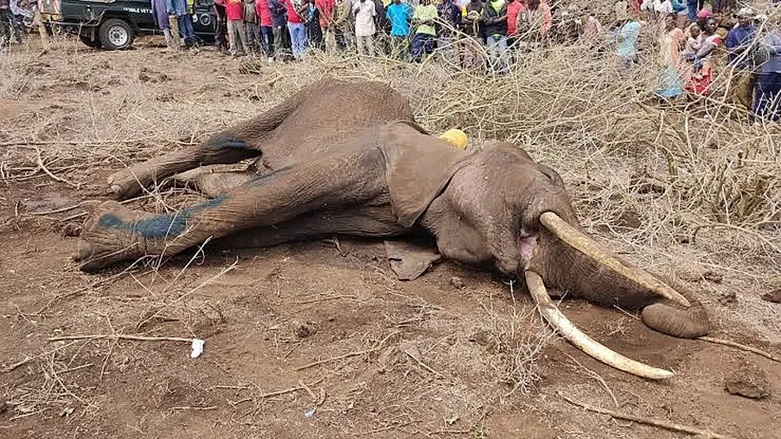 Dood liggende olifant met beide slagtanden nog intact, met omstanders en een voertuig van een mobiele dierenartsenploeg op de achtergrond