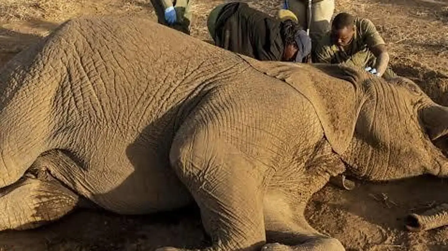 Medewerkers van de Keniaanse wildbeheerdienst met handschoenen doen onderzoek aan het lichaam van een dode olifant op droge grond