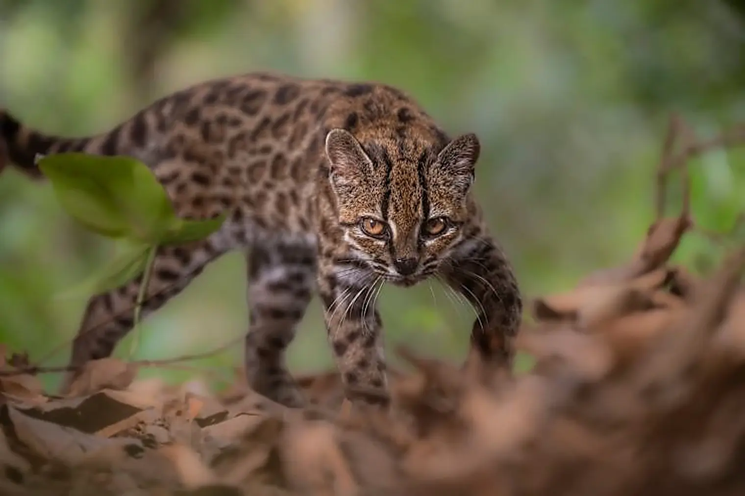 Een tilcayo (Leopardus tilcayo) met grote donkere vlekken loopt tussen bruine bladeren in het wolkenwoud