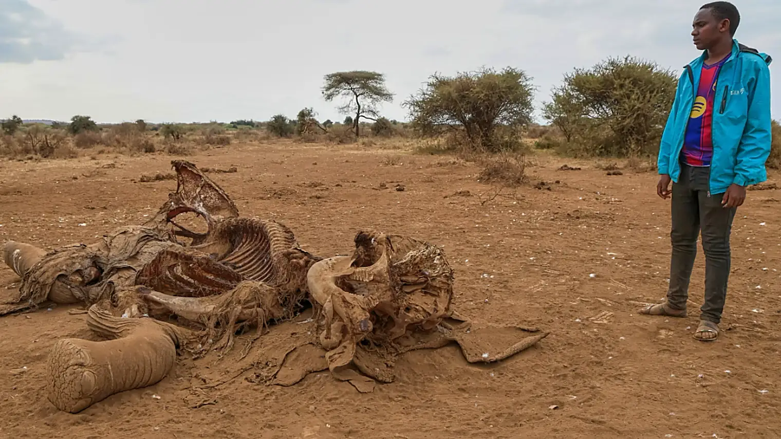 Man kijkt naar de resten van een olifant op een droge vlakte met doornbomen en een acacia op de achtergrond